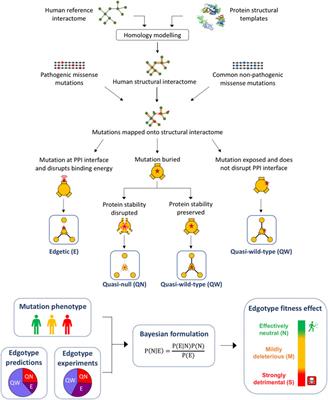 Mutation Edgotype Drives Fitness Effect in Human